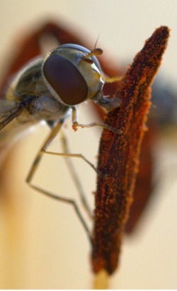 Marmalade hoverfly (Episyrphus balteatus) on anther